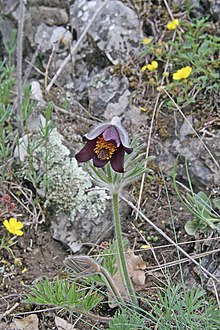 Pulsatilla pratensis subsp.  bohémica2.jpg