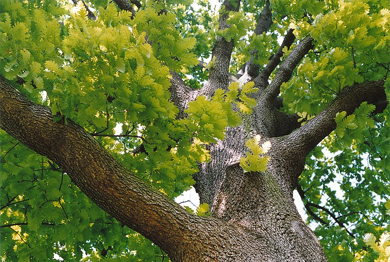 Какое дерево в северной. Quercus frainetto. Дуб венгерский. Венгрия дуб. Дуб в саду.