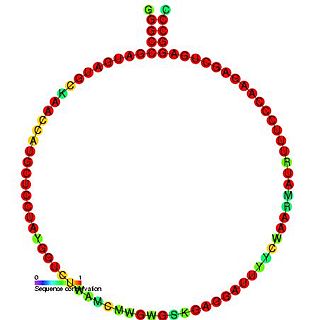 Small nucleolar RNA Z168/Z174