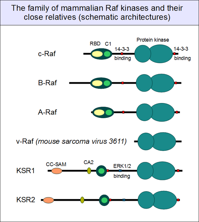 The family of Raf kinases (schematic architectures)