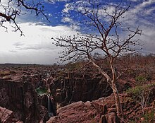 A Sterculia urens or Ghost tree with Raneh falls in the backdrop