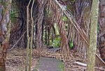 Un vaste bosquet de raphia (R. australis) établi en 1916 à partir de graines.  La route de la côte nord se divise à Gingindhlovu;  la branche à gauche va à Eshowe et Zululand;  celui de droite continue vers le nord jusqu'à la côte.  Le village de Mtunzini se trouve sur la route côtière à environ 19 kilomètres de Gingindhlovu.  Quelques hu seulement Type de site : Arbre Utilisation actuelle : arbres.  Depuis le centre de Mtunzini, suivez la route jusqu'à la réserve naturelle d'Umlalazi.  Après avoir traversé la voie ferrée.  Ce vaste bosquet de palmiers raphia (R. australis) a été créé à Mtunzini en 1916 à partir de graines sen