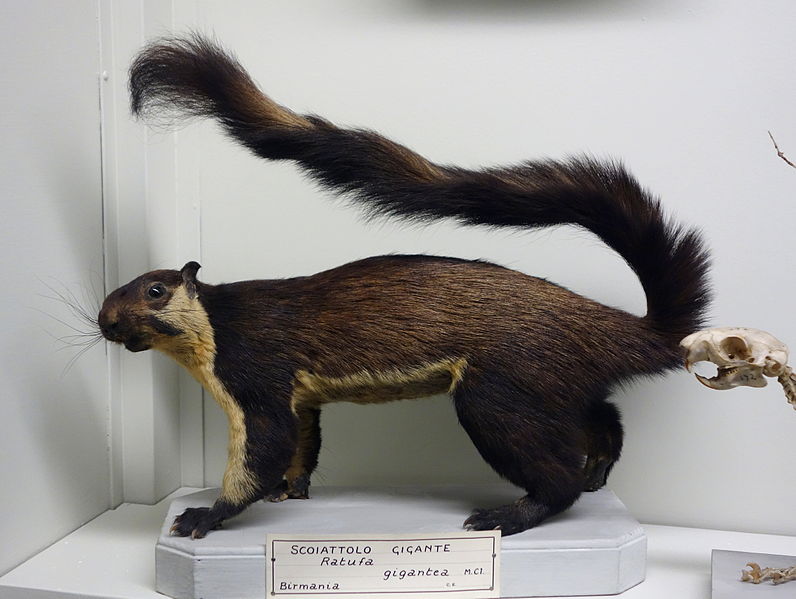 File:Ratufa bicolor gigantea - Museo Civico di Storia Naturale Giacomo Doria - Genoa, Italy - DSC02794.JPG