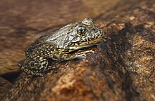 Mountain yellow-legged frog Recovered Mountain yellow-legged frog.jpg