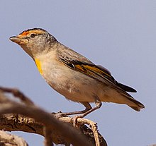 Pardalote à sourcils rouges (Pardalotus rubricatus), Strzelecki Track, Australie du Sud.jpg