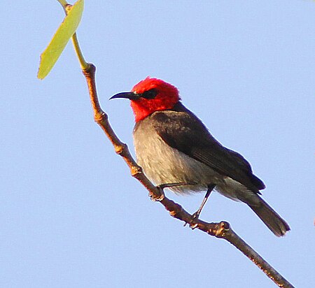 Myzomela erythrocephala