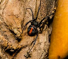 Красноспинный паук Latrodectus hasselti, Ботанический сад Myall Park, Гленморган, Квинсленд, Австралия