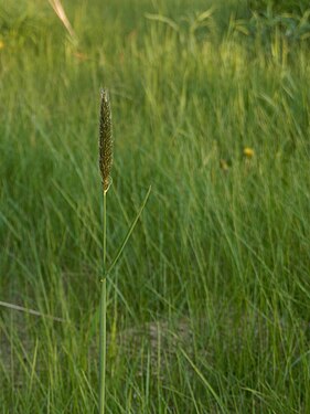 Grass