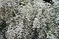 * Nomination Retama monosperma (Bridal veil broom) in flower -- Alvesgaspar 21:48, 25 March 2015 (UTC) * Promotion Good quality. --Crisco 1492 00:13, 26 March 2015 (UTC)