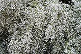 Retama monosperma (Fabaceae) Bridal veil broom