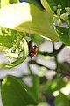 Rhagonycha fulva