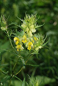 Rhinanthus glacialis01.jpg