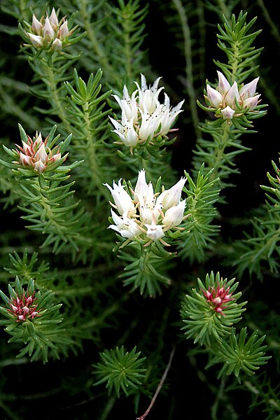 File:Rhodiola dumulosa 6161.JPG