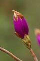 English: Rhododendron concinnum at the Ecologocal Botanical Gardens of the University of Bayreuth, Germany