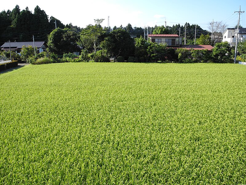 File:Rice field in Nasushiobara 1.jpg