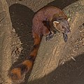 * Nomination Ring-tailed vontsira (Galidia elegans), Montagne d’Ambre --Charlesjsharp 11:18, 29 January 2019 (UTC) * Promotion  Support Good quality. --MB-one 14:13, 29 January 2019 (UTC)