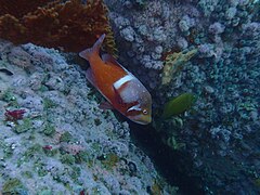 Roman seabream are territorial, this one owns the pinnacle top