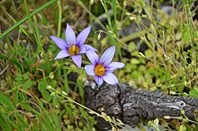 Romulea columnae on El Hierro, one of the Canary Islands