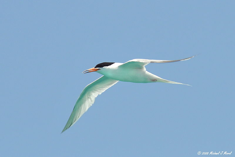 File:RoseateTern in flight.jpg