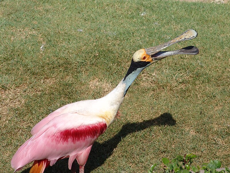 File:Roseate Spoonbill Ajaia ajaj 2.jpg