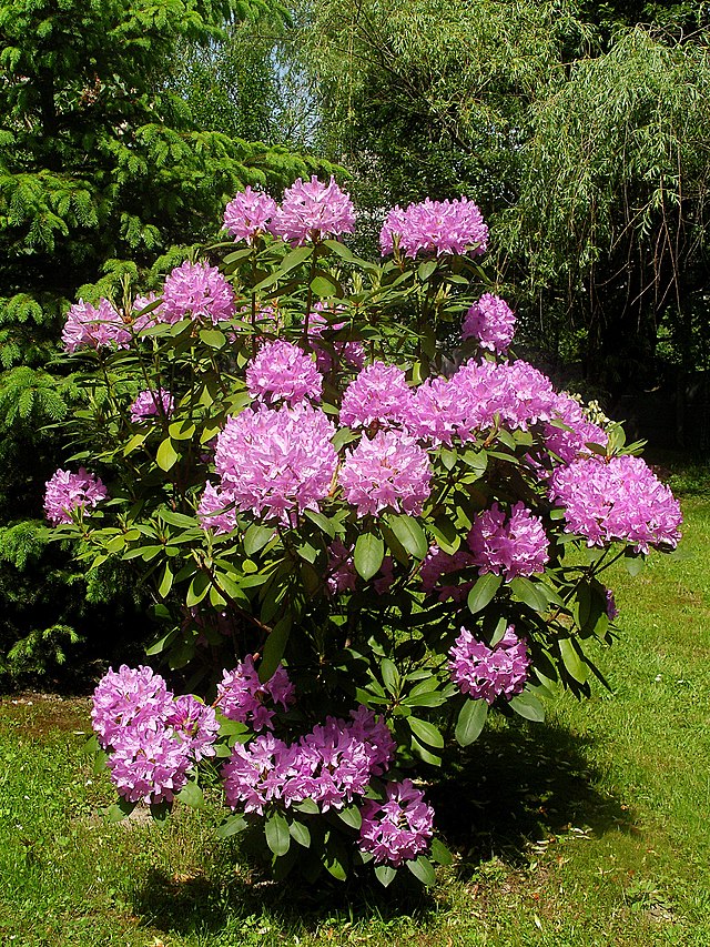 Rhododendron - Wikipedia