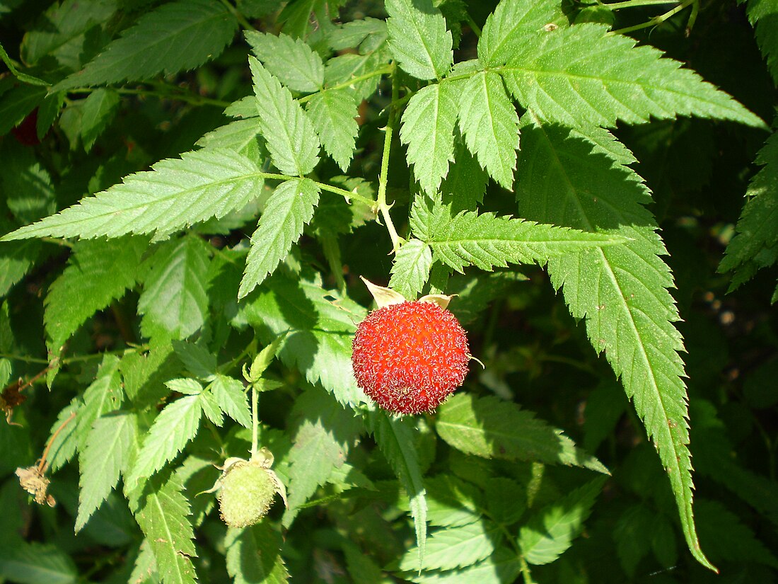 Rubus rosifolius