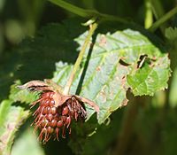 Rubus vernus (fruits s3).jpg