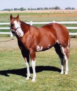 A horse with classic sabino belly spots, white above its knees and hocks, a white chin and wide white facial markings.