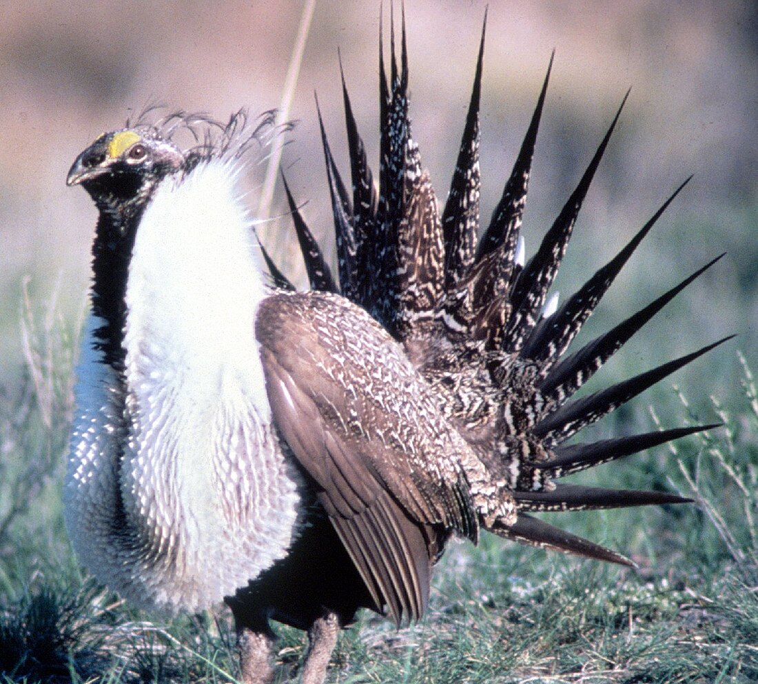 Tétras des armoises