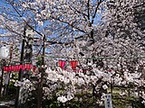 土佐公園から鳥居をくぐり、石宮神社脇の参道を過ぎた辺りの桜。