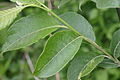 Salix appendiculata