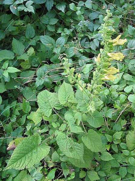 File:Salvia-glutinosa(Ganzansicht).jpg