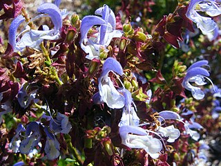 <i>Salvia chamelaeagnea</i> species of plant