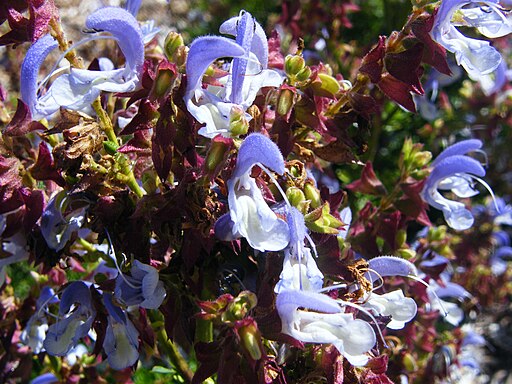 Salvia chamelaeagnea (2)