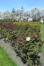 Rose Garden, San Jose, Neighborhoods