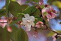 P033 佐野桜 Sanozakura 花の写真