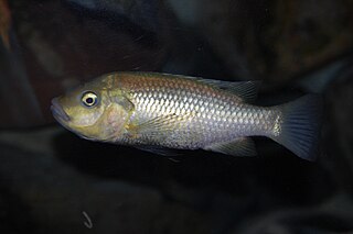 <i>Sarotherodon linnellii</i>