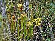 Sarraceniaceae - Sarracenia minor.jpg