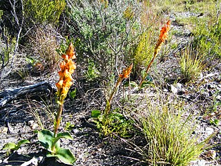 Satyrium coriifolium (3).jpg