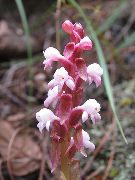 File:Satyrium nepalense - Nepal Satyrium at Tiger nest during LGFC - Bhutan 2019 (6).jpg