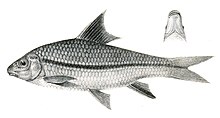 Scaphiodon nashii Achilles 133.jpg