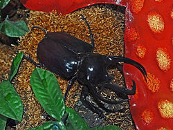 Scarabaeidae - Chalcosoma caucasus.JPG
