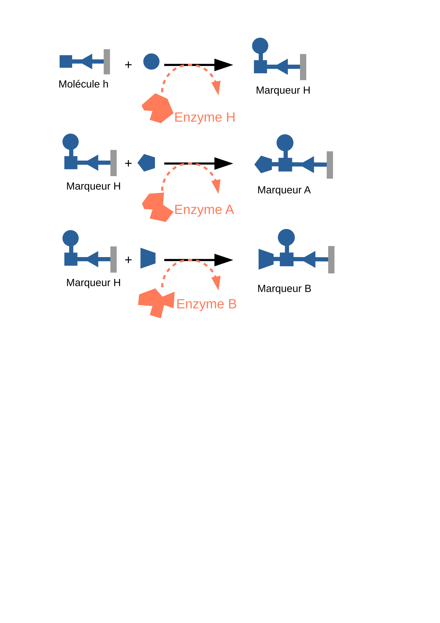 File:Schéma des étapes de la synthèse des marqueurs ABO.svg - Wikimedia  Commons