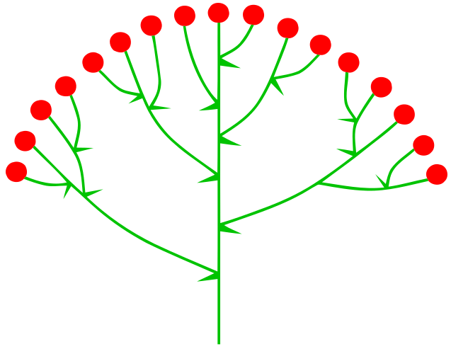 File:Schirmrispe (inflorescence).svg