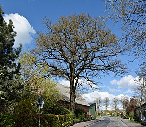 Schleswig-Holstein, Bokel, Naturdenkmal 26-01NIK 2853.JPG