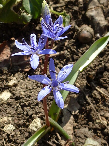 File:Scilla vindobonensis FoNo1.jpg