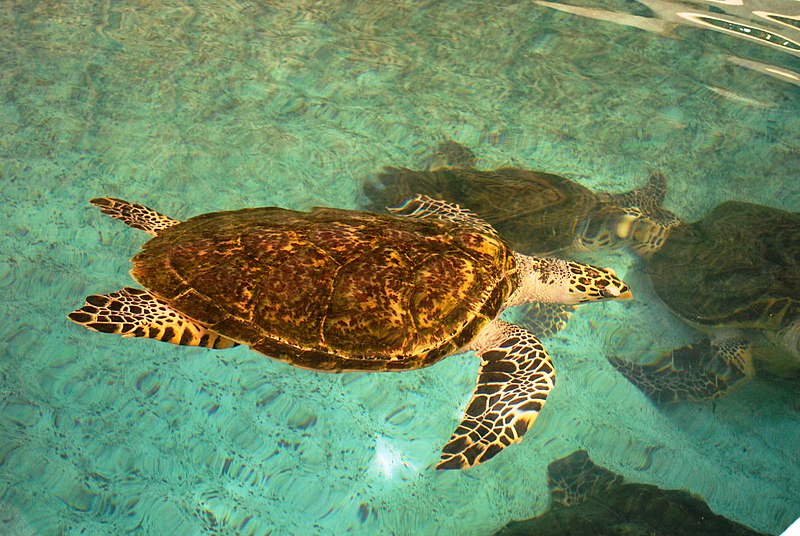 File:SeaTurtlesTank2NTCMaz.JPG