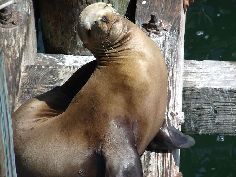 File:Sea Lion Says Hello - panoramio.jpg