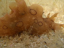 The large black rings are very apparent on this juvenile spotted sea hare Sea hare, Aplysia dactylomela, 12 04 2009 2-13pm.jpg