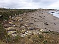 Gajah Laut Utara di pantai, San Simeon, California